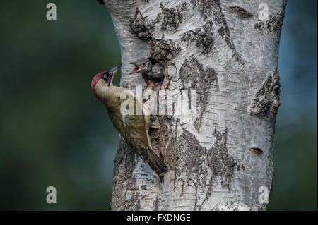 Grünspecht (Picus Viridis) Fütterung Küken Stockfoto