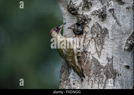 Grünspecht (Picus Viridis) Fütterung Küken Stockfoto