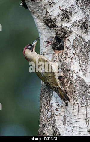 Grünspecht (Picus Viridis) Fütterung Küken Stockfoto