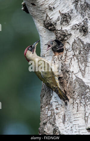 Grünspecht (Picus Viridis) Fütterung Küken Stockfoto
