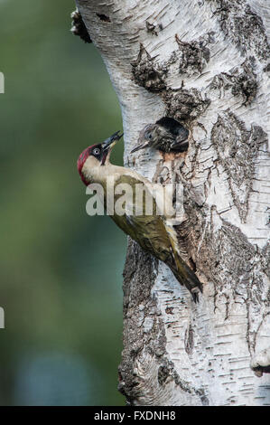 Grünspecht (Picus Viridis) Fütterung Küken Stockfoto