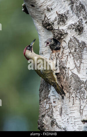 Grünspecht (Picus Viridis) Fütterung Küken Stockfoto