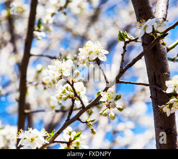 Schönen weiße Blüten mit Ästen Frühling Stockfoto