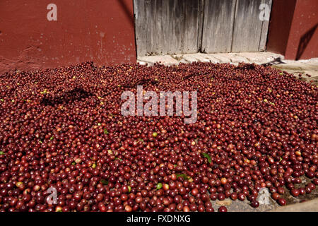 Arabica-Kaffee Beeren trocknen in der Sonne in San Sebastian-Mexiko Stockfoto