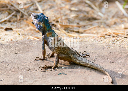 Asien-Chamäleon auf Gerstenfeld unscharf Hintergrund. Nahaufnahme Stockfoto