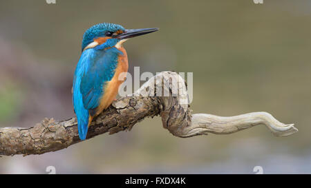 Eisvogel (Alcedo Atthis), thront ruhenden männlich, Neckar, Baden-Württemberg, Deutschland Stockfoto