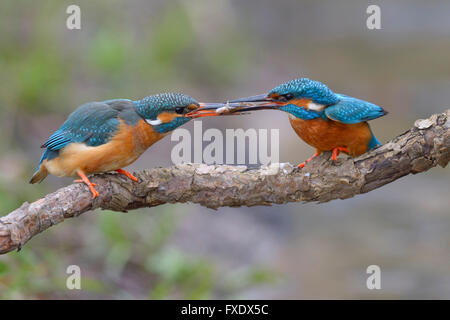 Eisvogel (Alcedo Atthis), Zuchtpaar, männliche Übergabe eines Fisches an dem Weibchen als Hochzeits Geschenk, Beute Übergabe, Neckartal Stockfoto