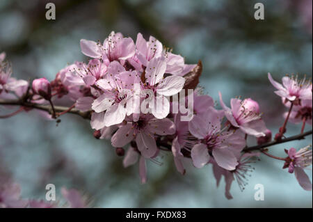 Schwarze Kirschpflaume (Prunus Cerasifera Nigra), Zweig mit Blüten, Bayern, Deutschland Stockfoto