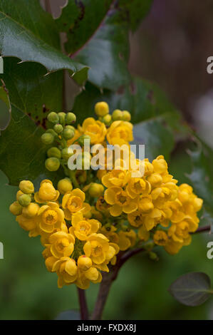 Gelben Blüten der Mahonie (Mahonia Aquifolium), Bayern, Deutschland Stockfoto