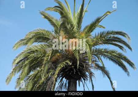 Kanarischen Inseln date Palm (Phoenix Canariensis), La Gomera, Kanarische Inseln, Spanien Stockfoto