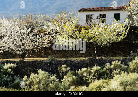 Kirschblüten in Terrassen angebaut. Tal des Flusses Jerte. Cáceres. Extremadura. Spanien. Europa Stockfoto