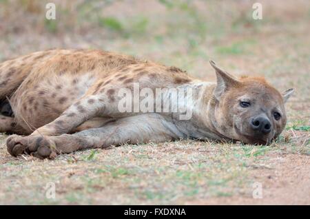 Entdeckt von Hyänen (Crocuta Crocuta), Männchen, ruhen, Krüger Nationalpark, Südafrika Stockfoto