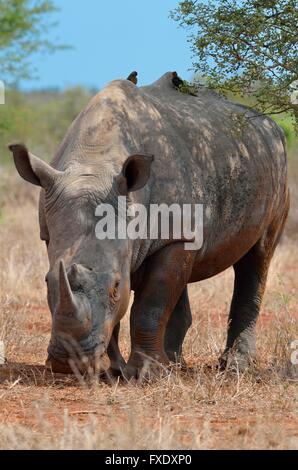 Breitmaulnashorn oder Square-lippige Rhinoceros (Ceratotherium Simum), stehend in Trockenrasen, bedeckt in fliegen, mit zwei rot-in Rechnung gestellt Stockfoto