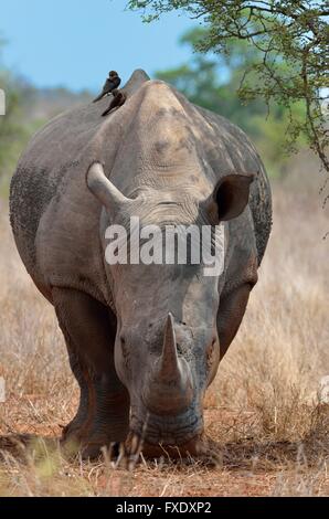 Breitmaulnashorn oder Square-lippige Rhinoceros (Ceratotherium Simum), stehend in Trockenrasen, bedeckt in fliegen, mit zwei rot-in Rechnung gestellt Stockfoto