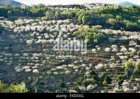 Kirschblüten in Terrassen angebaut. Tal des Flusses Jerte. Cáceres. Extremadura. Spanien. Europa Stockfoto