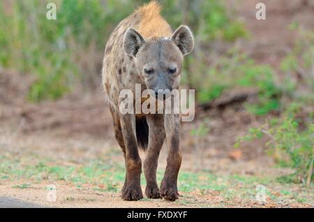 Gefleckte Hyäne oder lachen Hyänen (Crocuta Crocuta), Erwachsene zu Fuß entlang der Straße, Krüger Nationalpark, Südafrika Stockfoto