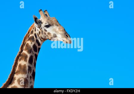 Giraffe (Giraffa Plancius) gegen einen blauen Himmel, Erwachsener, Porträt, Kgalagadi Transfrontier National Park, Northern Cape Stockfoto