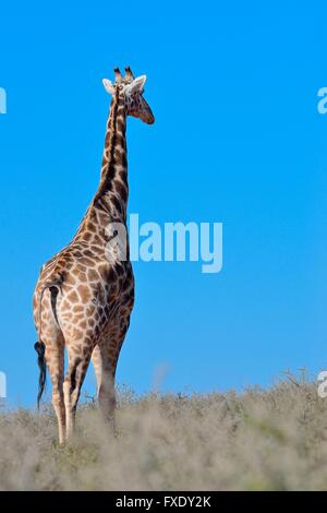 Giraffe (Giraffa Plancius) vor einem blauen Himmel, Erwachsene, hintere Ansicht, Kgalagadi Transfrontier National Park, Northern Cape Stockfoto