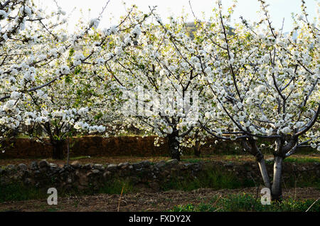 Kirschblüten in Terrassen angebaut. Tal des Flusses Jerte. Cáceres. Extremadura. Spanien. Europa Stockfoto