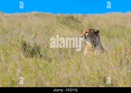 Gepard (Acinonyx Jubatus), sitzen in hohe Gräser, Alarm, Addo Elephant National Park, Eastern Cape, Südafrika Stockfoto