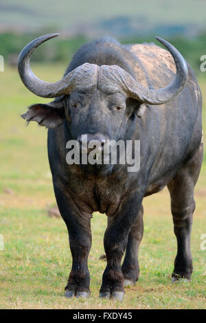 Afrikanischer Büffel oder Kaffernbüffel (Syncerus Caffer), stehend auf einer Wiese, schlammbedeckt wieder trocken, Addo Elephant National Park Stockfoto