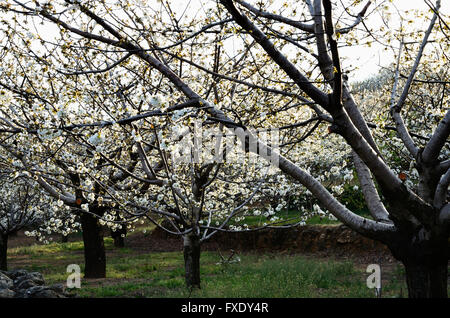 Kirschblüten in Terrassen angebaut. Tal des Flusses Jerte. Cáceres. Extremadura. Spanien. Europa Stockfoto