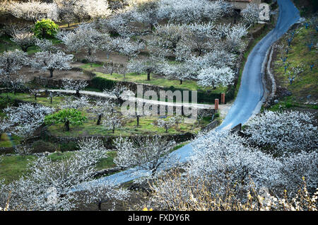 Kirschblüten in Terrassen angebaut. Tal des Flusses Jerte. Cáceres. Extremadura. Spanien. Europa Stockfoto