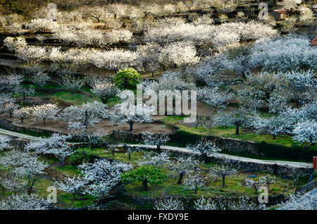 Kirschblüten in Terrassen angebaut. Tal des Flusses Jerte. Cáceres. Extremadura. Spanien. Europa Stockfoto