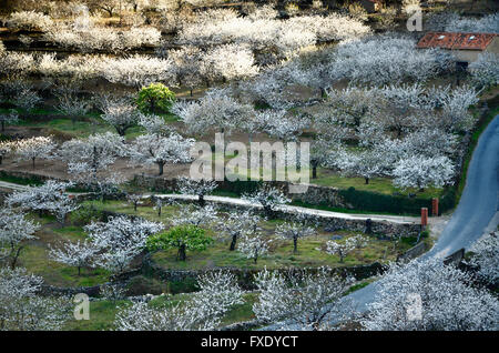 Kirschblüten in Terrassen angebaut. Tal des Flusses Jerte. Cáceres. Extremadura. Spanien. Europa Stockfoto