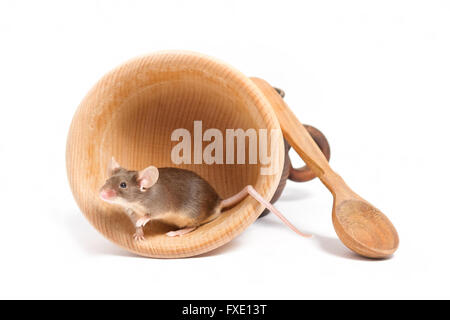 Hungrigen Mäuschen in eine leere Holzschale, auf der Suche nach etwas zu essen Stockfoto