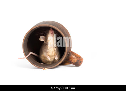 Hungrigen Mäuschen in eine leere Tasse, auf der Suche nach etwas zu essen Stockfoto