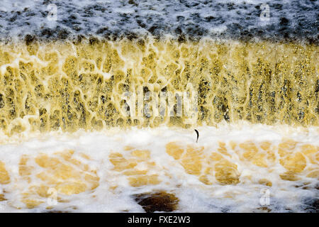 Kleine Fische springen an einem künstlichen Wasserfall flussabwärts von einem Wasserreservoir in Lyckeby, Schweden. Stockfoto