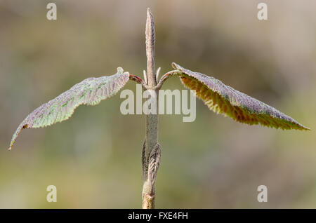 Gemeinsamen Mehlbeere (Sorbus Aria Agg.). Blatt Knospe des britischen Baum im Frühling, in der Familie der Rosengewächse (Rosengewächse), zeigt Flaum bedeckt Stockfoto