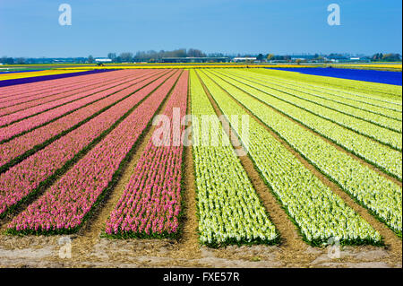 Farbige Felder mit Hyazinthenblumen in der Nähe von der Stadt von Lisse in den Niederlanden. Stockfoto