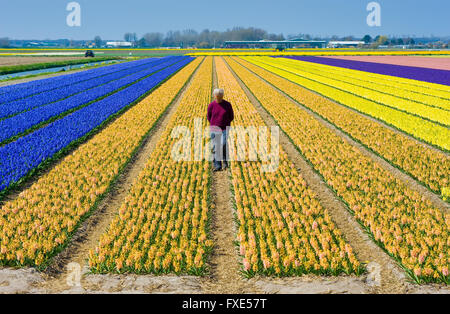 LISSE, Niederlande - 11. April 2016: Farbige Felder mit Hyazinthenblumen in der Nähe der Stadt Lisse in den Niederlanden. Stockfoto