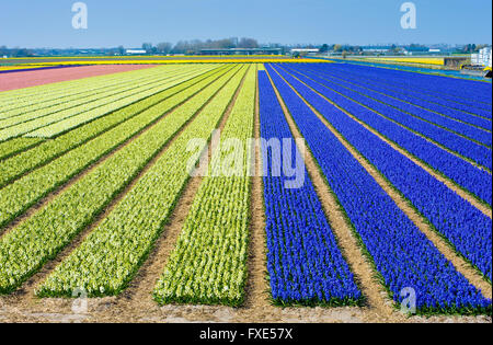 Farbige Felder mit Hyazinthenblumen in der Nähe von der Stadt von Lisse in den Niederlanden. Stockfoto