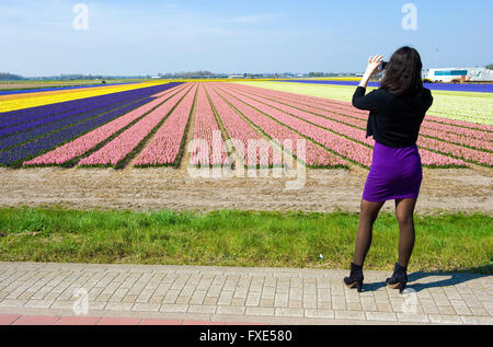 Ein Tourist in eine Aufnahme der farbigen Felder mit Hyazinthenblumen in der Nähe der Stadt Lisse in den Niederlanden. Stockfoto