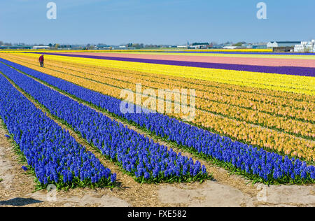 Farbige Felder mit Hyazinthenblumen in der Nähe von der Stadt von Lisse in den Niederlanden. Stockfoto