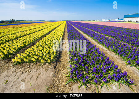 Farbige Felder mit Hyazinthenblumen in der Nähe von der Stadt von Lisse in den Niederlanden. Stockfoto