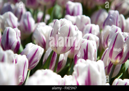 weiß-rosa Tulpen wachsen im Garten Stockfoto