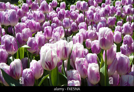 Rosa Tulpen wachsen im Garten Stockfoto