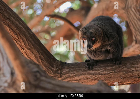 Braune Lemuren von Madagaskar Stockfoto