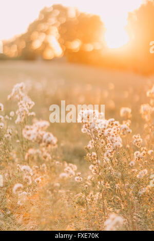 Vertrocknen Sie Rasen Blume mit Sonne Licht, in der Nähe. Schönen Sommertag im Feld Stockfoto