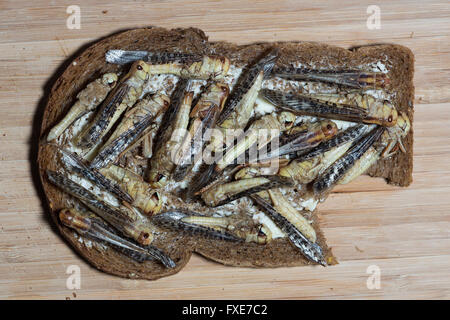 Produktion der großen Skala der essbare Insekten (Heuschrecken) in den Niederlanden Stockfoto