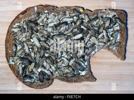 Produktion der großen Skala der essbare Insekten (Grillen) in den Niederlanden Stockfoto