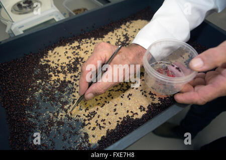 Laborforschung zur Verbesserung des Geschmacks von Insekten für den menschlichen Verzehr Stockfoto