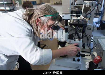 Laborforschung zur Verbesserung des Geschmacks von Insekten für den menschlichen Verzehr Stockfoto