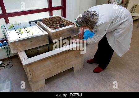 Laborforschung zur Verbesserung des Geschmacks von Insekten für den menschlichen Verzehr Stockfoto