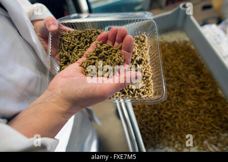 Laborforschung zur Verbesserung des Geschmacks von Insekten für den menschlichen Verzehr Stockfoto