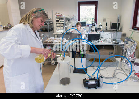 Laborforschung zur Verbesserung des Geschmacks von Insekten für den menschlichen Verzehr Stockfoto